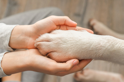 Tierbotschaften haben magische Momente: Foto: © shadows_photo / shutterstock / #1934736098